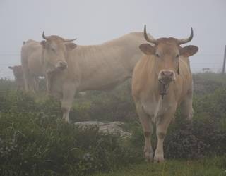 Akordioa lortuta, espetxea saihestu dute Aiarako hiltegiko auziko akusatuek