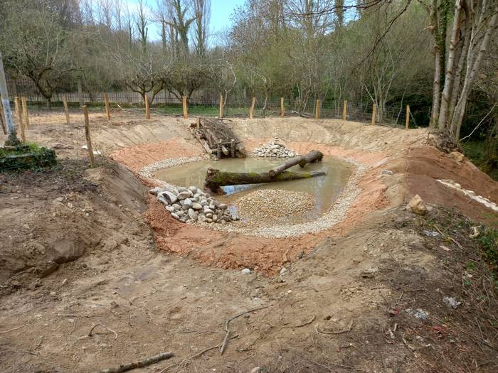 Anfibioentzako putzu berri bat sortu dute Bergantzun