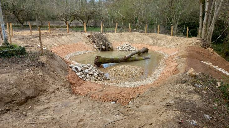 Anfibioentzako putzu berri bat sortu dute Bergantzun