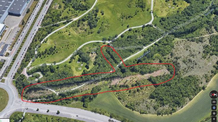 Zabalganeko basoaren 4.000 metro karratu moztu dituztela salatu du Equo Berdeak-ek