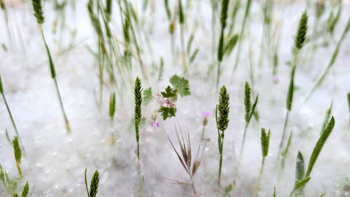 Zaparradak arratsalderako
