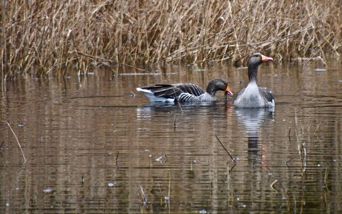"Arabako antzarak oso bereziak gara egoiliarrak garelako"