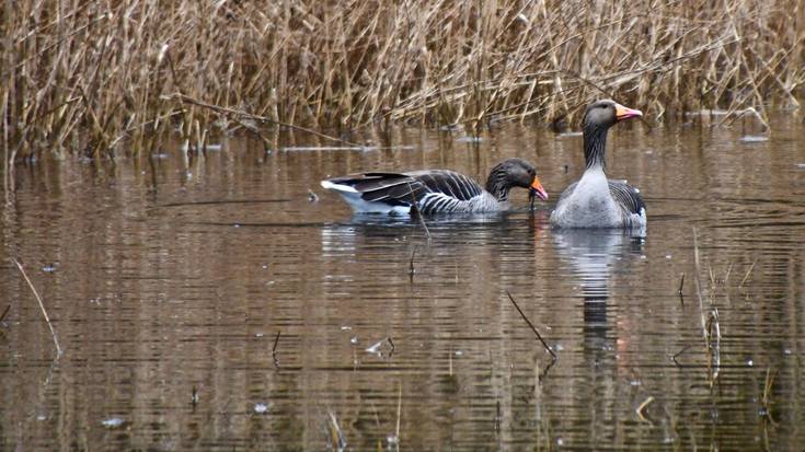 "Arabako antzarak oso bereziak gara egoiliarrak garelako"