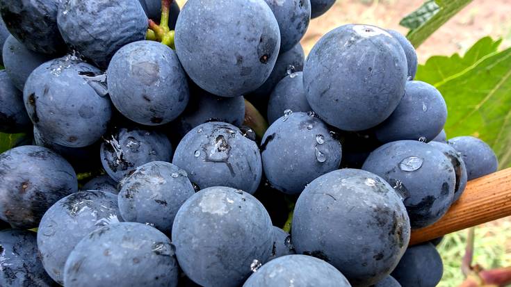 Tenperaturak, beherantz