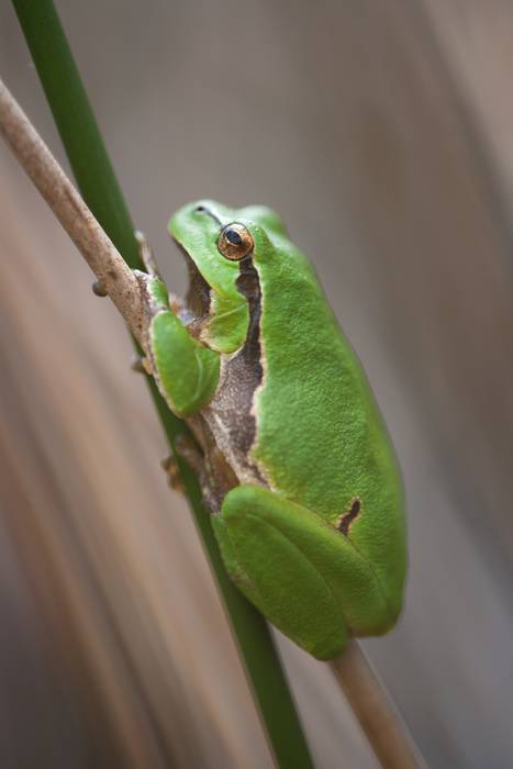Anfibioen gaua